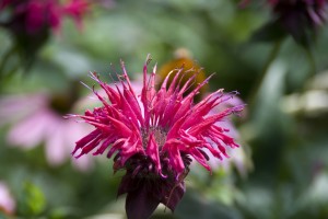 Bee balm